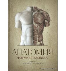 Анатомия фигуры человека