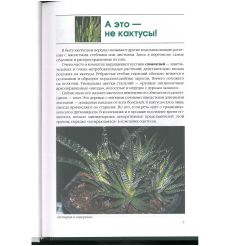 Ваш любимый кактус 2