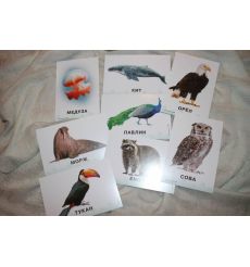 Дикие животные. 32 карточки 2