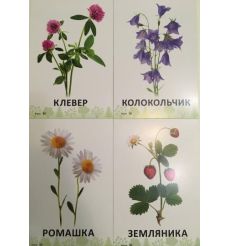В лесу. 34 карточки 2