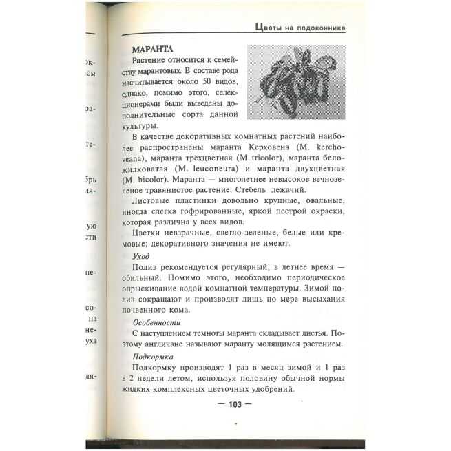 Цветы на подоконнике