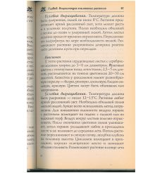 Самые любимые комнатные растения 2
