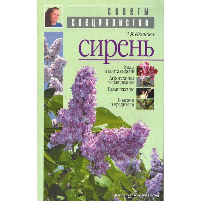Сирень